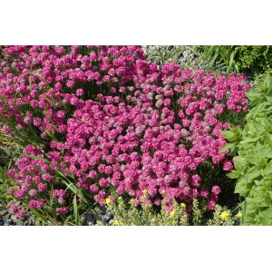 Rosa GROW by OBI Strand-Grasnelke im Topf, blühende Staude für den Steingarten.