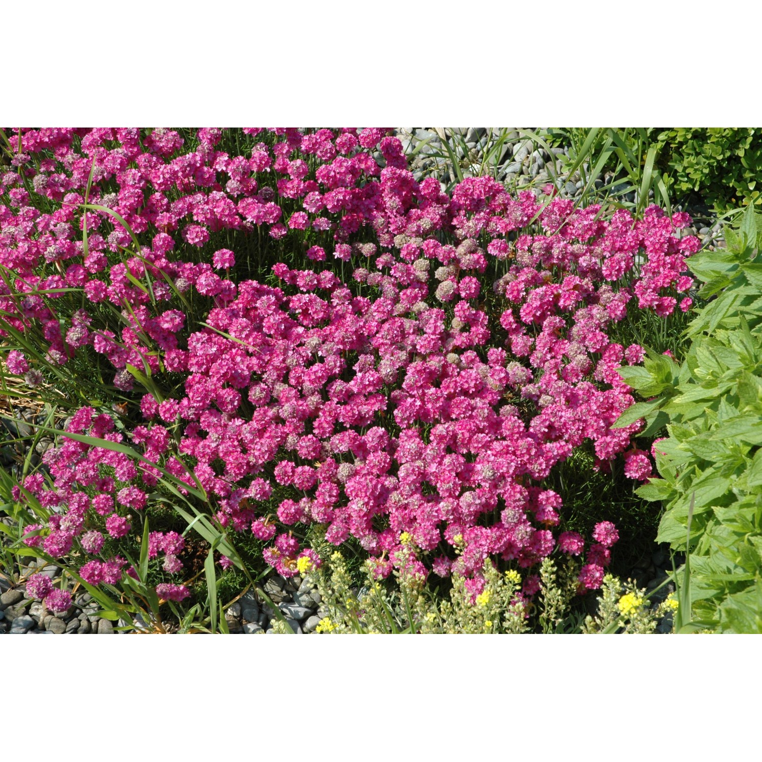 Rosa GROW by OBI Strand-Grasnelke im Topf, blühende Staude für den Steingarten.