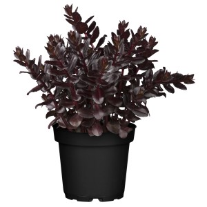 Fetthenne 'Touchdown Teak' im Topf, dunkelrote Blätter, bienenfreundlich.