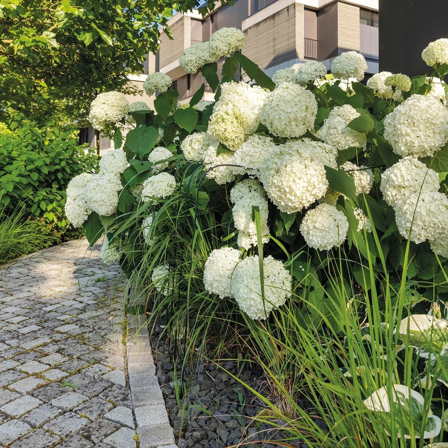 bellissa Hortensienstütze Annabelle, L 75 x B 72 x H 80 cm, Grün Pulverb. kaufen bei OBI