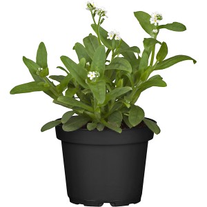 GROW by OBI Vergissmeinnicht im Topf, weiße Blüten und grüne Blätter.