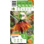 GROW by OBI Kaiserkrone Aurora, orange Fritillaria imperialis Blumenzwiebel, 80 cm hoch.