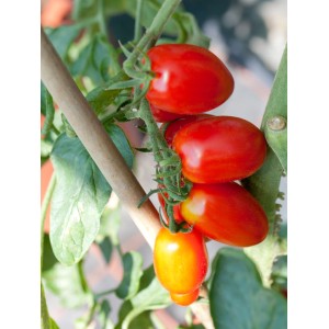 Eiertomaten am Strauch im Topf. Rote, längliche Früchte der Solanum Eiertomate.