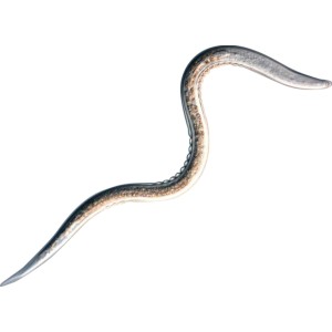 Nützling: Biohelp Nematode zur Bekämpfung von Dickmaulrüssler-Larven.