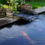 Teich mit Wasserfall und Koi-Karpfen. Ideal für Ubbink Smartmax Teichpumpen & Filter.