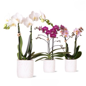 Schmetterlingsorchideen in Rosa, Weiß und Lila im Keramiktopf. Elegante Zimmerpflanze.