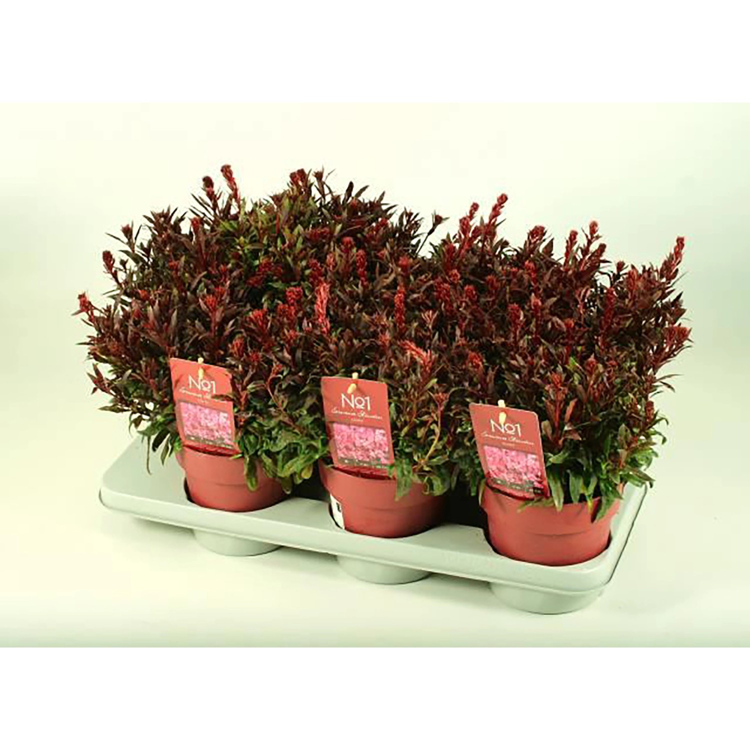 GROW by OBI Prachtkerze Höhe ca. 26 cm Gaura lindheimeri Gaudi kaufen