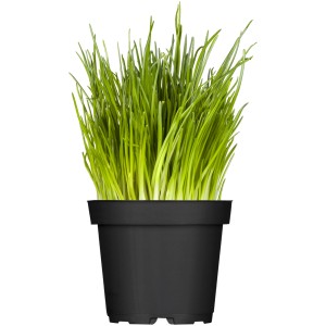 Frischer OBI Schnittlauch im Topf (Ø 12cm). Aromatische Küchenkräuter zum Würzen und Garnieren.