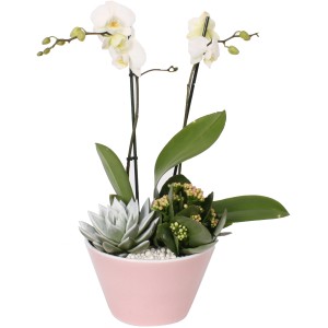 Orchideen-Arrangement im Keramik-Gefäß Topf-Ø ca. 18 cm
