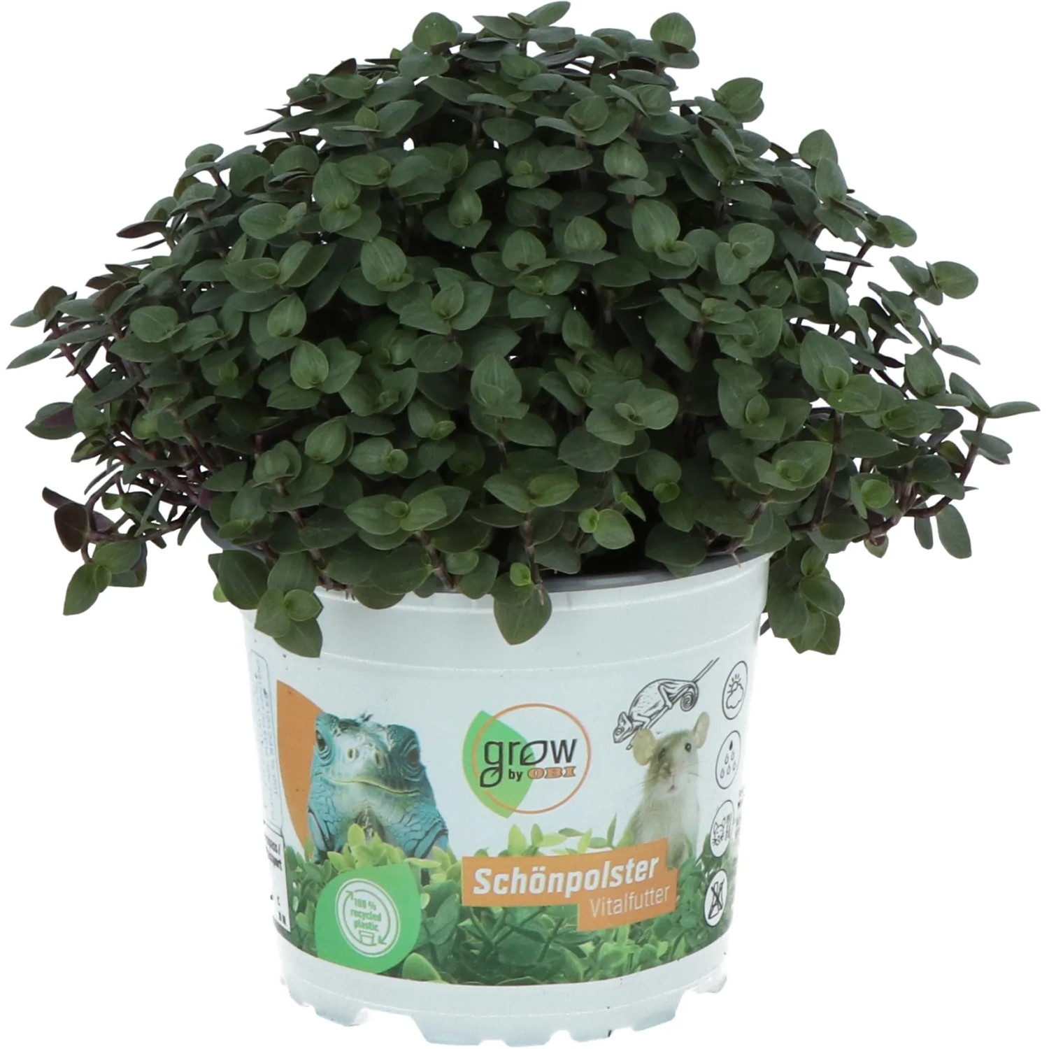 GROW by OBI Vitalfutter Schnpolster Hhe ca. 15 cm Topf- 12 cm Callisia  repens kaufen bei OBI