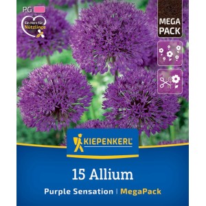 Kiepenkerl Zierlauch Purple Sensation, 15er Mega-Pack Blumenzwiebeln mit violetten Blütenbällen.