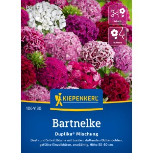 Kiepenkerl Bartnelke Duplika Mischung: Bunte, gefüllte Blüten in verschiedenen Farben.