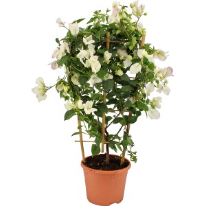 OBI Drillingsblume Weiß am Spalier im Topf, Bougainvillea sandrina mit weißen Blüten.
