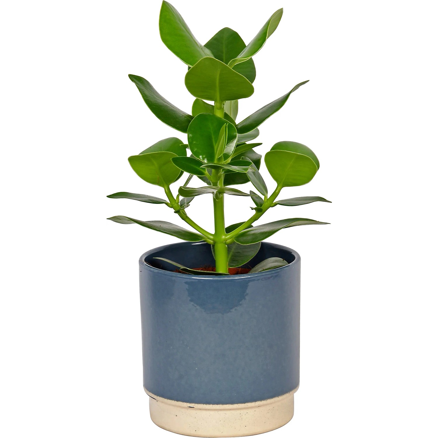 monstera deliciosa fensterblatt Monstera 4er-Set mit eindrucksvollen Blättern