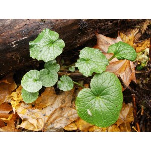 Blu Wasabi Küchenkräuter im Topf (Ø 12cm) mit runden, grünen Blättern auf Laub.