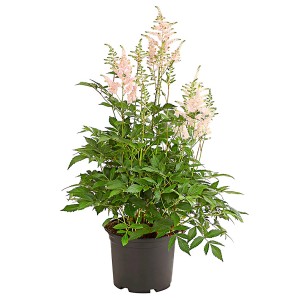 GROW by OBI Chinesische Prachtspiere XL im Topf, ca. 45 cm hoch, mit zartrosa Blüten.