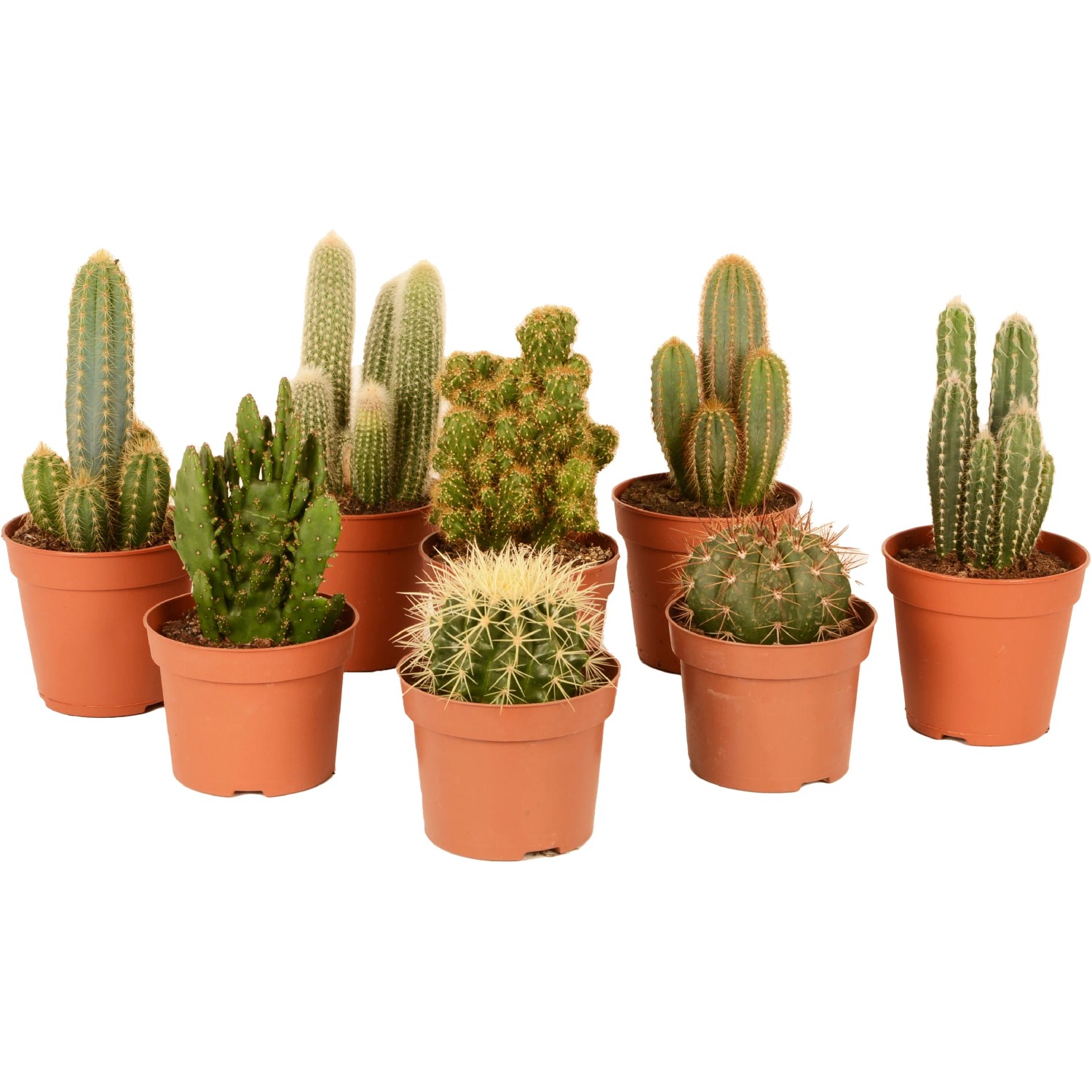 Kaktus sortiert Hhe ca. 35 cm Topf- 17 cm Cactus canarias kaufen bei OBI