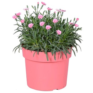 Garten-Nelke Peach Party im Topf, rosa Blüten, ca. 25-30 cm hoch. Blühende Kübelpflanze für Balkon und Garten.