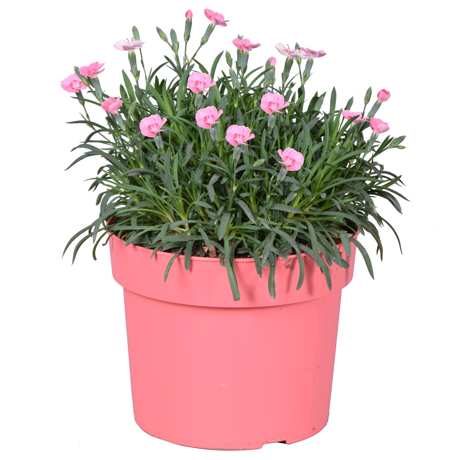 GartenNelke "Peach Party" Höhe ca. 25 30 cm TopfØ ca. 19 cm