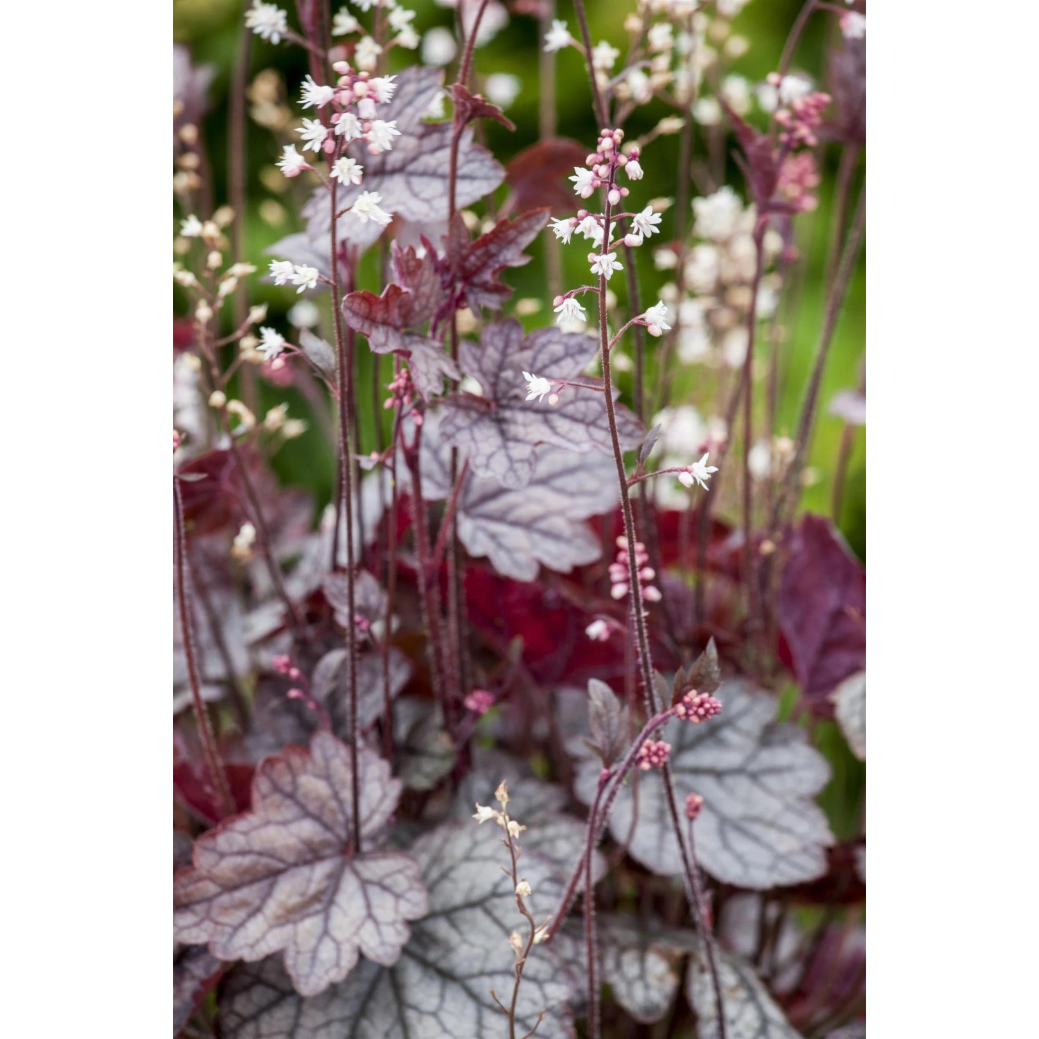 Detailaufnahme des violetten OBI Purpurglöckchens 'Indian Forever Purple' mit zarten, weißen Blüten.