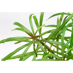 Dennerle Plants Pogostemon Stellatus, grüne Aquariumpflanze für den Hintergrund im Aquarium.