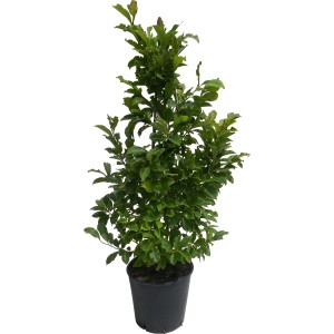 GROW by OBI Purpur-Magnolie "Susan" Höhe ca. 110 cm Topf ca. 18 l Magnolia