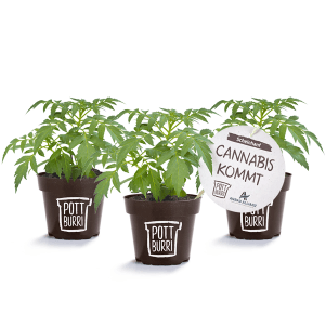 Drei Scheinhanf Pflanzen (Datisca cannabina) im braunen Topf, Topf-Ø ca. 13 cm.