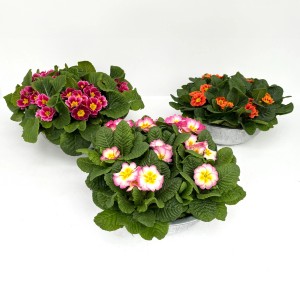 Garten-Schlüsselblumen im Zink-Gefäß in verschiedenen Farben, Topf-Ø ca. 29 cm.