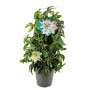 Passionsblume im Topf, Farbenauswahl zufällig. Kletterpflanze mit exotischen Blüten.