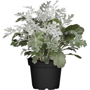 Greiskraut (Senecio cineraria) im Topf, eine attraktive Strukturpflanze mit silberfarbenem Laub.