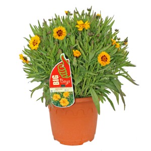 GROW by OBI Mädchenauge Gelb 60 cm Coreopsis Grandiflora