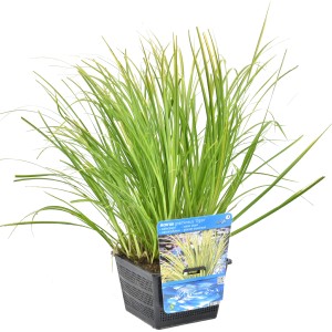 Kalmus 'Ogon' im 18 cm Topf: Dekorative Blattschmuck-Staude für Ufer- und Feuchtzonen.