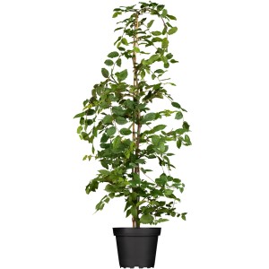 Hainbuche Set, 45 Stück, ca. 175-200cm hoch im Topf. Ideal für Hecken.