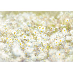 Komar Fototapete Daisies 368 cm x 254 cm FSC®