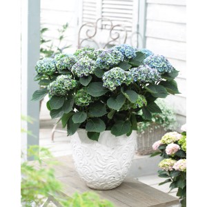 GROW by OBI Hortensie "Magical Revolution Blau" ca. 25-30 cm ca. 3,5 l Hydrangea