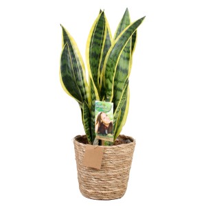 Grünpflanze im Seegras-Topf, ca. 50-70cm hoch. Sansevieria mit gelb-grünen Blättern.