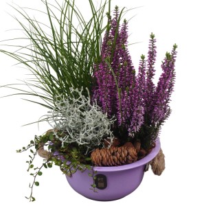 Herbstliches Arrangement in lila Metallschale (Ø 18 cm) mit Heide, Segge und Stacheldraht.