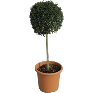 GROW by OBI Ionischer Liguster als Kugel im Topf, ca. 65cm hoch.