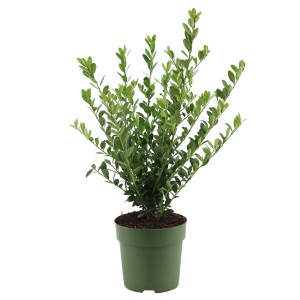 Japanische Stechpalme "Jenny" Höhe ca. 30 cm Topf-Ø ca. 12 cm Ilex crenata