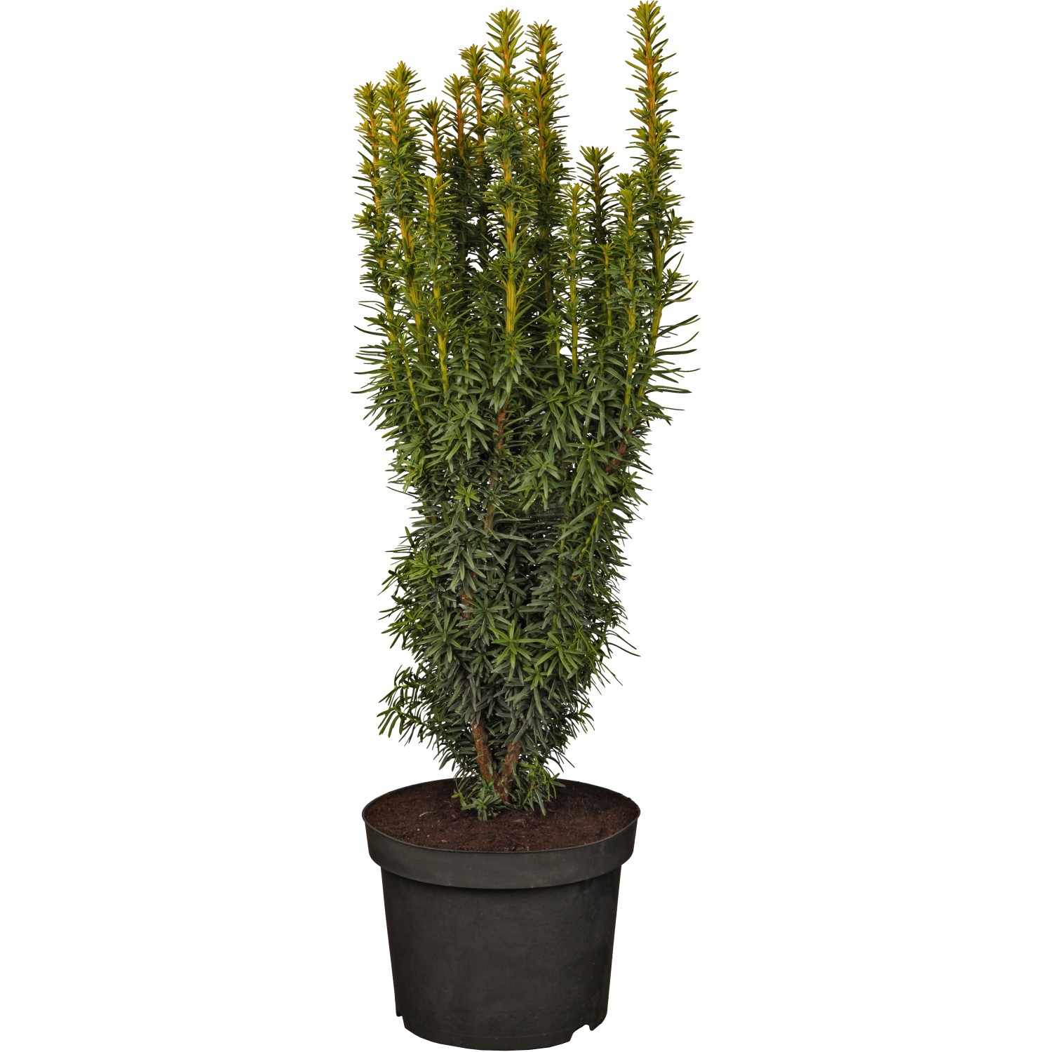 OBI Eibe "David" Höhe ca. 20 30 cm Topf ca. 2 l Taxus kaufen bei OBI