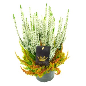 Besenheide Colour Crown im Topf, ca. 13 cm, mit weißen Blüten und bunten Blättern.