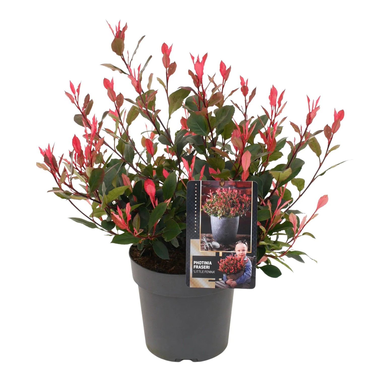 Glanzmispel "Little Fennna" Wei Hhe 30 cm - 40 cm Topf 3,5 l Photinia  fraseri kaufen bei OBI