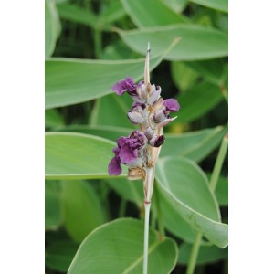Wasser-Canna Thalia dealbata im Topf mit violetten Blüten und blaugrünen Blättern.