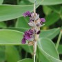 Wasser-Canna Thalia dealbata im Topf mit violetten Blüten und blaugrünen Blättern.