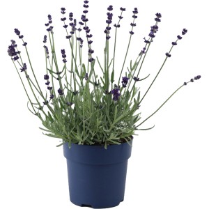 Lavendel "Felice Silver" Topf-Ø ca. 15 cm Lavandula angustifolia
