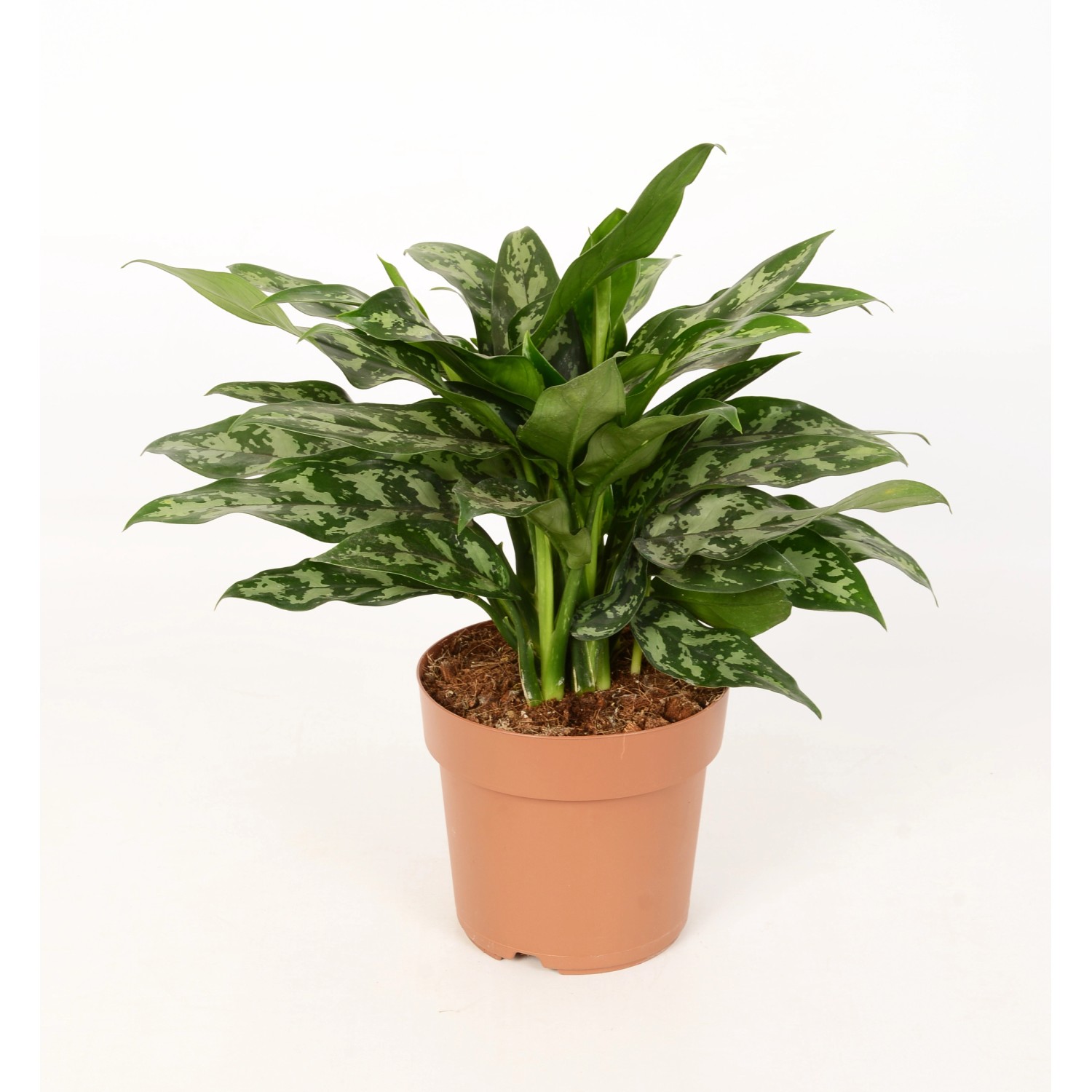 Kolbenfaden "Maria" Höhe ca. 40 45 cm TopfØ ca. 17 cm Aglaonema