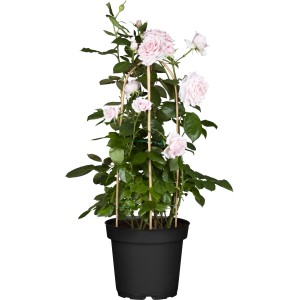 Kletterrose 'Courtyard' am Spalier im Topf mit zartrosa Blüten.