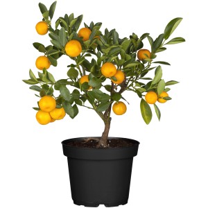 Citrus Stamm Calamon im Topf, ca. 20 cm Ø. Zimmerpflanze mit orangen Früchten und grünen Blättern.