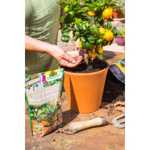 Anwendung: Neudorff Azet Zitrusdünger für Zitruspflanze im Topf. Inkl. Düngerpackung.