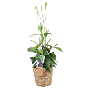 Grünpflanze im Seegras-Topf, ca. 50-70cm hoch. Dekorative Zimmerpflanze für helle Standorte.